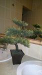 Drzewko bonsai formowane thujowe
